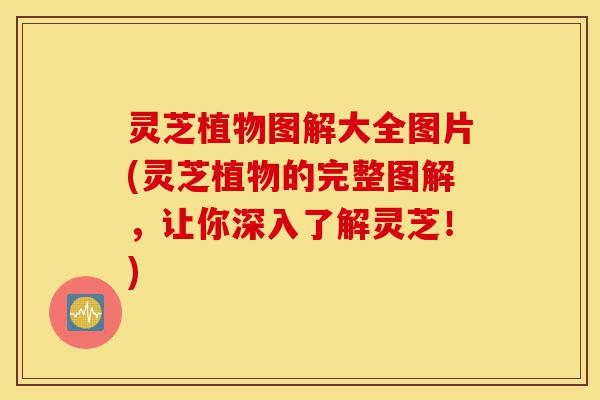灵芝植物图解大全图片(灵芝植物的完整图解,让你深入了解灵芝!)-第1张图片-灵芝之家 灵芝植物图解大全图片(灵芝植物的完整图解,让你深入了解灵芝!)-第1张图片-灵芝之家