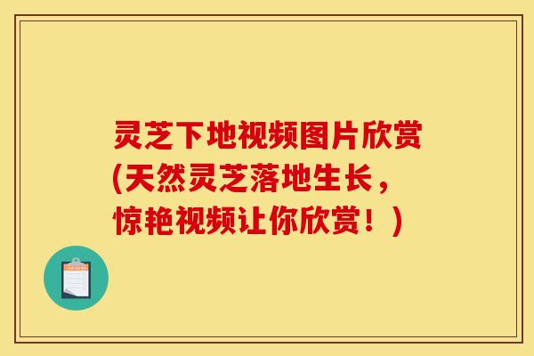 灵芝下地视频图片欣赏(天然灵芝落地生长,惊艳视频让你欣赏!)-第1张图片-灵芝之家 灵芝下地视频图片欣赏(天然灵芝落地生长,惊艳视频让你欣赏!)-第1张图片-灵芝之家