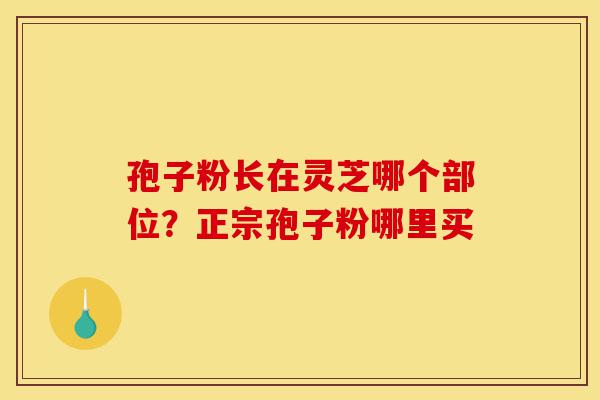 孢子粉长在灵芝哪个部位？正宗孢子粉哪里买-第1张图片-灵芝之家
