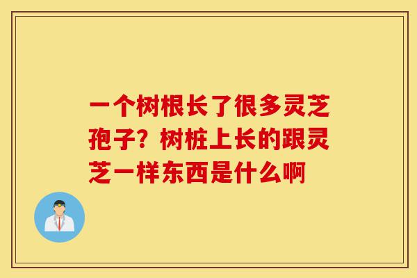 一个树根长了很多灵芝孢子?树桩上长的跟灵芝一样东西是什么啊-第1张图片-灵芝之家 一个树根长了很多灵芝孢子?树桩上长的跟灵芝一样东西是什么啊-第1张图片-灵芝之家