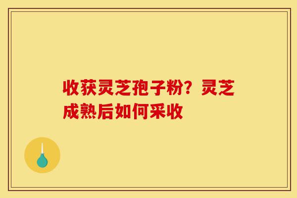 收获灵芝孢子粉?灵芝成熟后如何采收-第1张图片-灵芝之家 收获灵芝孢子粉?灵芝成熟后如何采收-第1张图片-灵芝之家