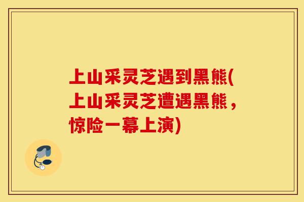 上山采灵芝遇到黑熊(上山采灵芝遭遇黑熊,惊险一幕上演)-第1张图片-灵芝之家 上山采灵芝遇到黑熊(上山采灵芝遭遇黑熊,惊险一幕上演)-第1张图片-灵芝之家