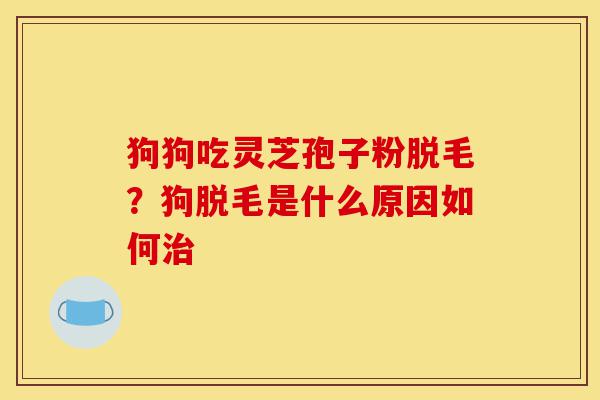 狗狗吃灵芝孢子粉脱毛？狗脱毛是什么原因如何治-第1张图片-灵芝之家