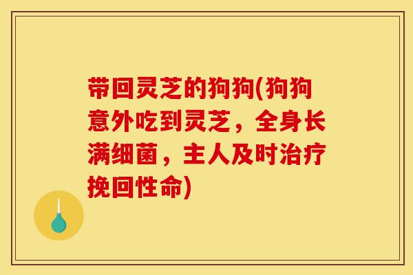 带回灵芝的狗狗(狗狗意外吃到灵芝,全身长满细菌,主人及时治疗挽回性命)-第1张图片-灵芝之家 带回灵芝的狗狗(狗狗意外吃到灵芝,全身长满细菌,主人及时治疗挽回性命)-第1张图片-灵芝之家