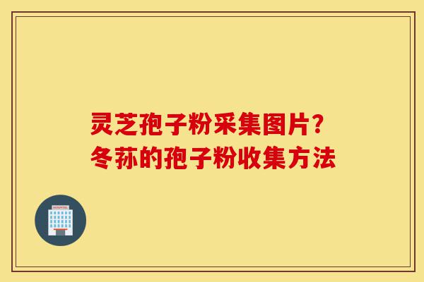 灵芝孢子粉采集图片?冬荪的孢子粉收集方法-第1张图片-灵芝之家 灵芝孢子粉采集图片?冬荪的孢子粉收集方法-第1张图片-灵芝之家