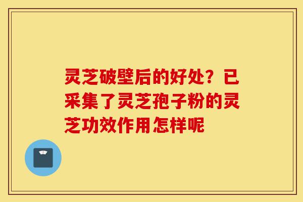 灵芝破壁后的好处?已采集了灵芝孢子粉的灵芝功效作用怎样呢-第1张图片-灵芝之家 灵芝破壁后的好处?已采集了灵芝孢子粉的灵芝功效作用怎样呢-第1张图片-灵芝之家