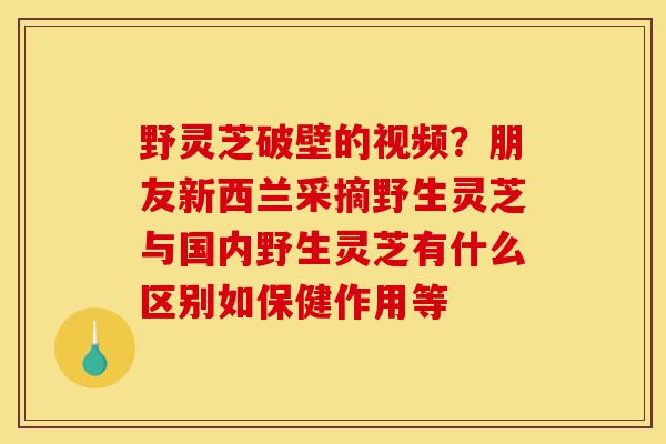 野灵芝破壁的视频?朋友新西兰采摘野生灵芝与国内野生灵芝有什么区别如保健作用等-第1张图片-灵芝之家 野灵芝破壁的视频?朋友新西兰采摘野生灵芝与国内野生灵芝有什么区别如保健作用等-第1张图片-灵芝之家