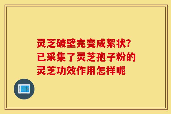 灵芝破壁完变成絮状？已采集了灵芝孢子粉的灵芝功效作用怎样呢-第1张图片-灵芝之家