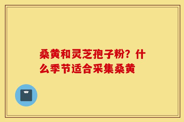 桑黄和灵芝孢子粉?什么季节适合采集桑黄-第1张图片-灵芝之家 桑黄和灵芝孢子粉?什么季节适合采集桑黄-第1张图片-灵芝之家