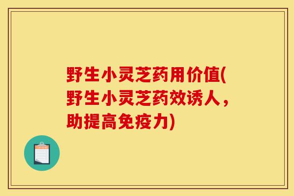 野生小灵芝药用价值(野生小灵芝药效诱人,助提高免疫力)-第1张图片-灵芝之家 野生小灵芝药用价值(野生小灵芝药效诱人,助提高免疫力)-第1张图片-灵芝之家