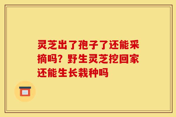 灵芝出了孢子了还能采摘吗?野生灵芝挖回家还能生长栽种吗-第1张图片-灵芝之家 灵芝出了孢子了还能采摘吗?野生灵芝挖回家还能生长栽种吗-第1张图片-灵芝之家