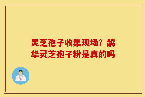灵芝孢子收集现场?鹊华灵芝孢子粉是真的吗-第1张图片-灵芝之家 灵芝孢子收集现场?鹊华灵芝孢子粉是真的吗-第1张图片-灵芝之家