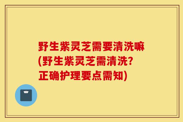 野生紫灵芝需要清洗嘛(野生紫灵芝需清洗?正确护理要点需知)-第1张图片-灵芝之家 野生紫灵芝需要清洗嘛(野生紫灵芝需清洗?正确护理要点需知)-第1张图片-灵芝之家