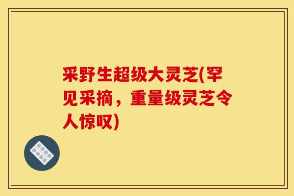 采野生超级大灵芝(罕见采摘,重量级灵芝令人惊叹)-第1张图片-灵芝之家 采野生超级大灵芝(罕见采摘,重量级灵芝令人惊叹)-第1张图片-灵芝之家