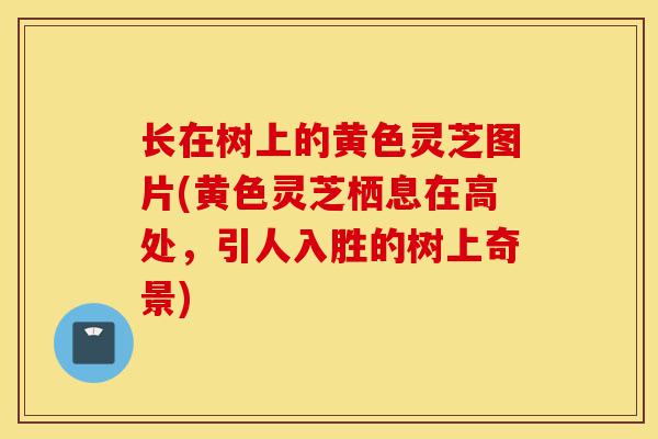 长在树上的黄色灵芝图片(黄色灵芝栖息在高处,引人入胜的树上奇景)-第1张图片-灵芝之家 长在树上的黄色灵芝图片(黄色灵芝栖息在高处,引人入胜的树上奇景)-第1张图片-灵芝之家