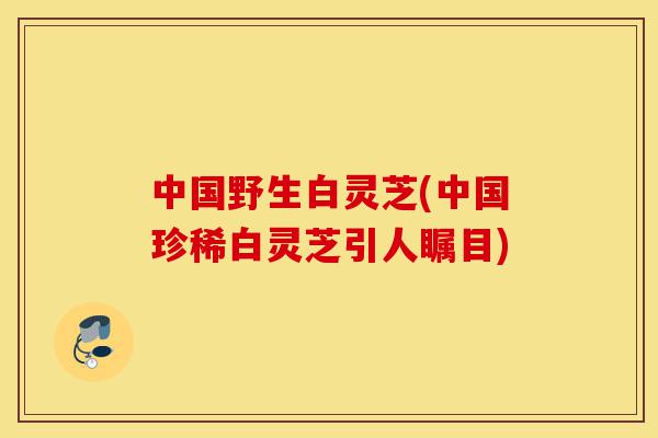 中国野生白灵芝(中国珍稀白灵芝引人瞩目)-第1张图片-灵芝之家 中国野生白灵芝(中国珍稀白灵芝引人瞩目)-第1张图片-灵芝之家