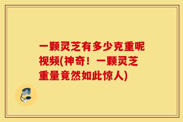 一颗灵芝有多少克重呢视频(神奇!一颗灵芝重量竟然如此惊人)-第1张图片-灵芝之家 一颗灵芝有多少克重呢视频(神奇!一颗灵芝重量竟然如此惊人)-第1张图片-灵芝之家