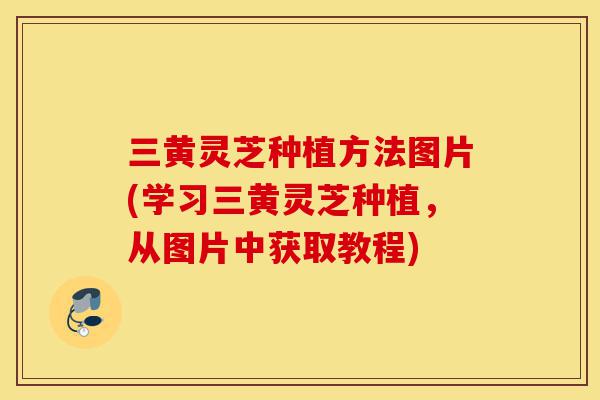 三黄灵芝种植方法图片(学习三黄灵芝种植,从图片中获取教程)-第1张图片-灵芝之家 三黄灵芝种植方法图片(学习三黄灵芝种植,从图片中获取教程)-第1张图片-灵芝之家