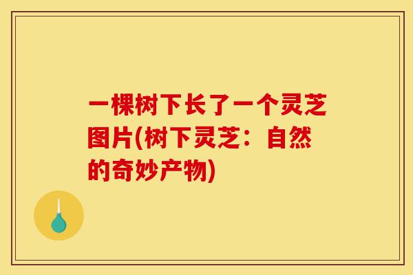 一棵树下长了一个灵芝图片(树下灵芝:自然的奇妙产物)-第1张图片-灵芝之家 一棵树下长了一个灵芝图片(树下灵芝:自然的奇妙产物)-第1张图片-灵芝之家