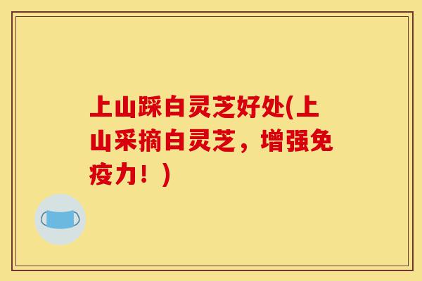上山踩白灵芝好处(上山采摘白灵芝,增强免疫力!)-第1张图片-灵芝之家 上山踩白灵芝好处(上山采摘白灵芝,增强免疫力!)-第1张图片-灵芝之家