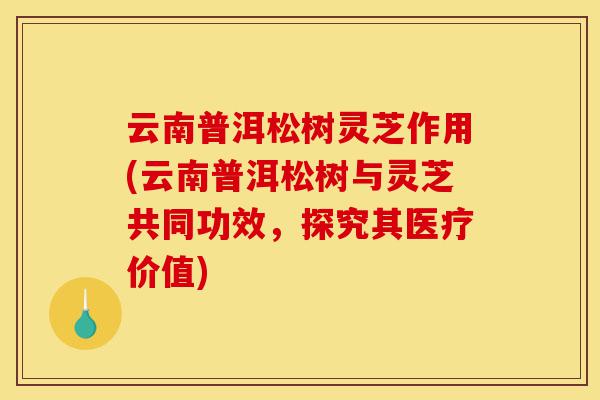 云南普洱松树灵芝作用(云南普洱松树与灵芝共同功效，探究其医疗价值)-第1张图片-灵芝之家