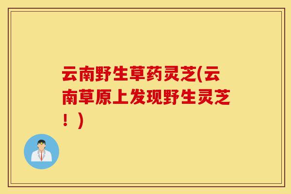 云南野生草药灵芝(云南草原上发现野生灵芝!)-第1张图片-灵芝之家 云南野生草药灵芝(云南草原上发现野生灵芝!)-第1张图片-灵芝之家