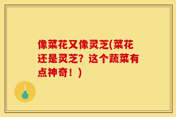 像菜花又像灵芝(菜花还是灵芝?这个蔬菜有点神奇!)-第1张图片-灵芝之家 像菜花又像灵芝(菜花还是灵芝?这个蔬菜有点神奇!)-第1张图片-灵芝之家