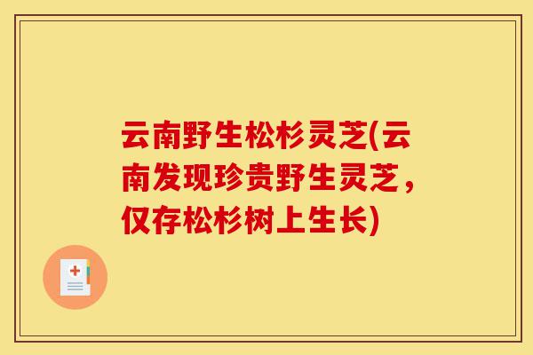 云南野生松杉灵芝(云南发现珍贵野生灵芝,仅存松杉树上生长)-第1张图片-灵芝之家 云南野生松杉灵芝(云南发现珍贵野生灵芝,仅存松杉树上生长)-第1张图片-灵芝之家