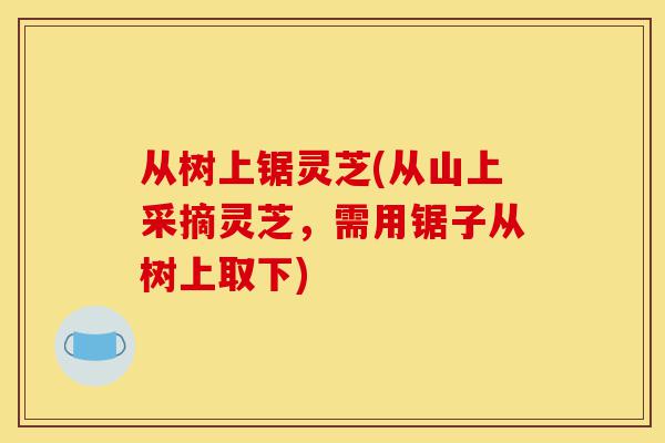 从树上锯灵芝(从山上采摘灵芝,需用锯子从树上取下)-第1张图片-灵芝之家 从树上锯灵芝(从山上采摘灵芝,需用锯子从树上取下)-第1张图片-灵芝之家