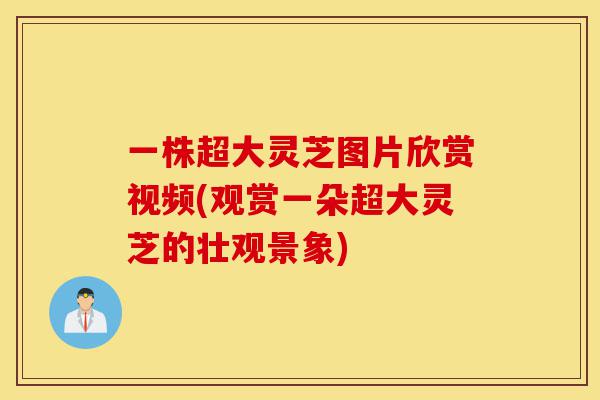 一株超大灵芝图片欣赏视频(观赏一朵超大灵芝的壮观景象)-第1张图片-灵芝之家 一株超大灵芝图片欣赏视频(观赏一朵超大灵芝的壮观景象)-第1张图片-灵芝之家
