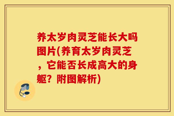 养太岁肉灵芝能长大吗图片(养育太岁肉灵芝,它能否长成高大的身躯?附图解析)-第1张图片-灵芝之家 养太岁肉灵芝能长大吗图片(养育太岁肉灵芝,它能否长成高大的身躯?附图解析)-第1张图片-灵芝之家