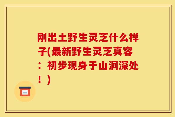 刚出土野生灵芝什么样子(最新野生灵芝真容:初步现身于山洞深处!)-第1张图片-灵芝之家 刚出土野生灵芝什么样子(最新野生灵芝真容:初步现身于山洞深处!)-第1张图片-灵芝之家
