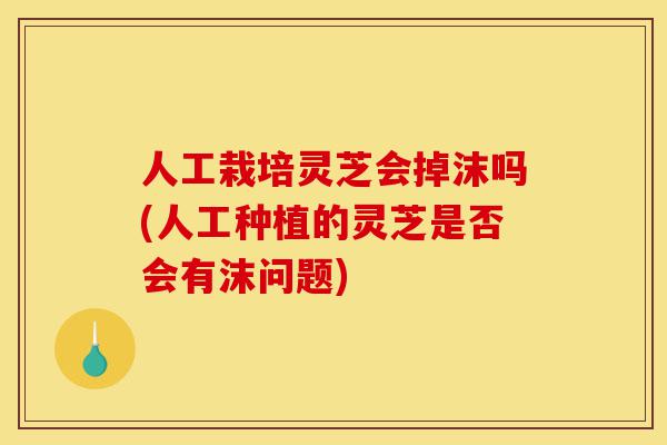 人工栽培灵芝会掉沫吗(人工种植的灵芝是否会有沫问题)-第1张图片-灵芝之家 人工栽培灵芝会掉沫吗(人工种植的灵芝是否会有沫问题)-第1张图片-灵芝之家