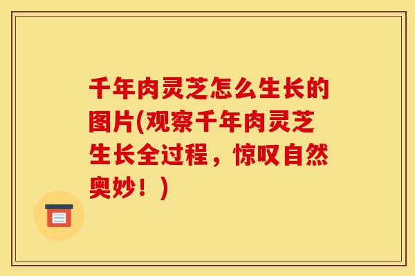 千年肉灵芝怎么生长的图片(观察千年肉灵芝生长全过程,惊叹自然奥妙!)-第1张图片-灵芝之家 千年肉灵芝怎么生长的图片(观察千年肉灵芝生长全过程,惊叹自然奥妙!)-第1张图片-灵芝之家