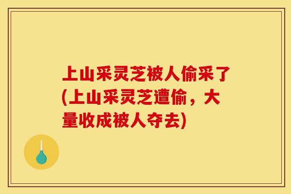 上山采灵芝被人偷采了(上山采灵芝遭偷,大量收成被人夺去)-第1张图片-灵芝之家 上山采灵芝被人偷采了(上山采灵芝遭偷,大量收成被人夺去)-第1张图片-灵芝之家