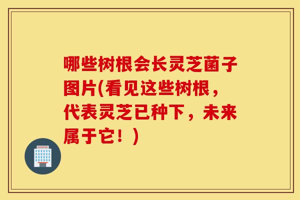 哪些树根会长灵芝菌子图片(看见这些树根,代表灵芝已种下,未来属于它!)-第1张图片-灵芝之家 哪些树根会长灵芝菌子图片(看见这些树根,代表灵芝已种下,未来属于它!)-第1张图片-灵芝之家