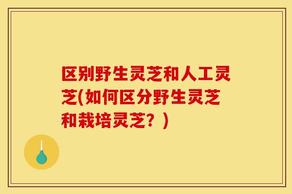 区别野生灵芝和人工灵芝(如何区分野生灵芝和栽培灵芝?)-第1张图片-灵芝之家 区别野生灵芝和人工灵芝(如何区分野生灵芝和栽培灵芝?)-第1张图片-灵芝之家