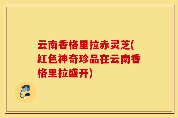云南香格里拉赤灵芝(红色神奇珍品在云南香格里拉盛开)-第1张图片-灵芝之家 云南香格里拉赤灵芝(红色神奇珍品在云南香格里拉盛开)-第1张图片-灵芝之家