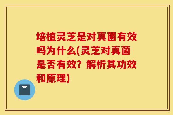 培植灵芝是对真菌有效吗为什么(灵芝对真菌是否有效?解析其功效和原理)-第1张图片-灵芝之家 培植灵芝是对真菌有效吗为什么(灵芝对真菌是否有效?解析其功效和原理)-第1张图片-灵芝之家