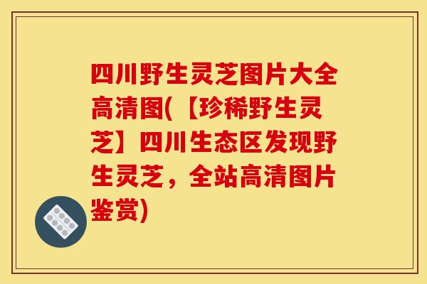 四川野生灵芝图片大全高清图(【珍稀野生灵芝】四川生态区发现野生灵芝,全站高清图片鉴赏)-第1张图片-灵芝之家 四川野生灵芝图片大全高清图(【珍稀野生灵芝】四川生态区发现野生灵芝,全站高清图片鉴赏)-第1张图片-灵芝之家