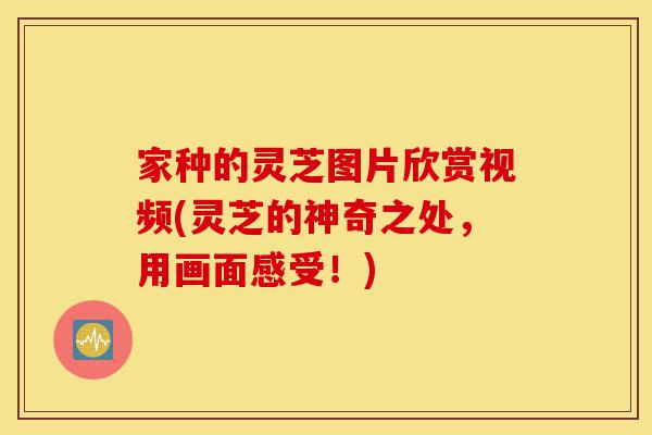 家种的灵芝图片欣赏视频(灵芝的神奇之处,用画面感受!)-第1张图片-灵芝之家 家种的灵芝图片欣赏视频(灵芝的神奇之处,用画面感受!)-第1张图片-灵芝之家