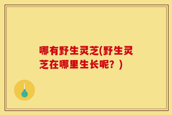 哪有野生灵芝(野生灵芝在哪里生长呢?)-第1张图片-灵芝之家 哪有野生灵芝(野生灵芝在哪里生长呢?)-第1张图片-灵芝之家