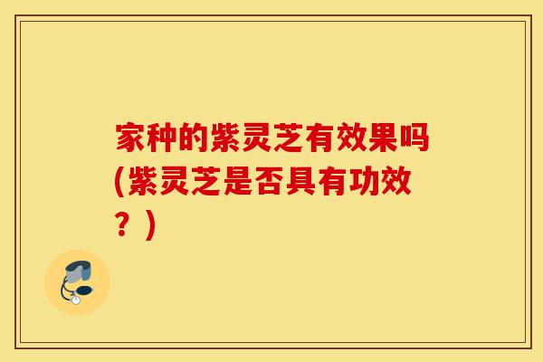 家种的紫灵芝有效果吗(紫灵芝是否具有功效?)-第1张图片-灵芝之家 家种的紫灵芝有效果吗(紫灵芝是否具有功效?)-第1张图片-灵芝之家