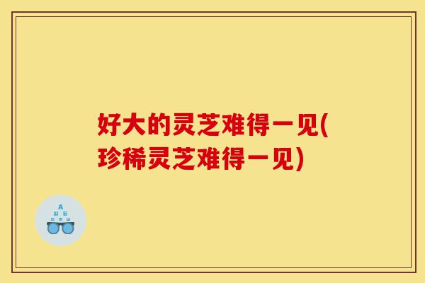 好大的灵芝难得一见(珍稀灵芝难得一见)-第1张图片-灵芝之家 好大的灵芝难得一见(珍稀灵芝难得一见)-第1张图片-灵芝之家