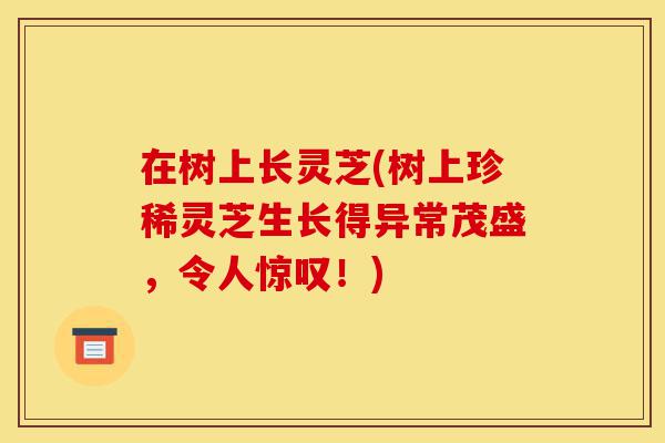 在树上长灵芝(树上珍稀灵芝生长得异常茂盛,令人惊叹!)-第1张图片-灵芝之家 在树上长灵芝(树上珍稀灵芝生长得异常茂盛,令人惊叹!)-第1张图片-灵芝之家