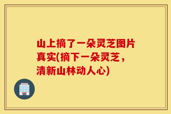 山上摘了一朵灵芝图片真实(摘下一朵灵芝,清新山林动人心)-第1张图片-灵芝之家 山上摘了一朵灵芝图片真实(摘下一朵灵芝,清新山林动人心)-第1张图片-灵芝之家