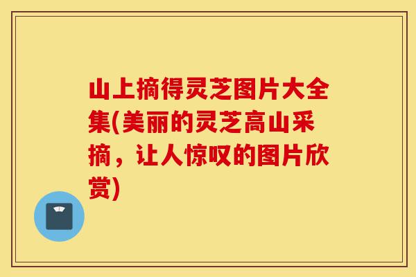 山上摘得灵芝图片大全集(美丽的灵芝高山采摘,让人惊叹的图片欣赏)-第1张图片-灵芝之家 山上摘得灵芝图片大全集(美丽的灵芝高山采摘,让人惊叹的图片欣赏)-第1张图片-灵芝之家