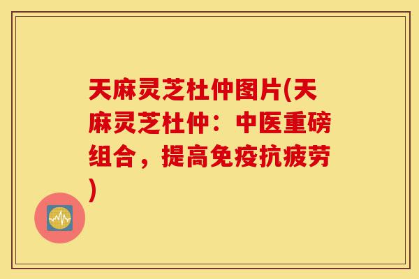 天麻灵芝杜仲图片(天麻灵芝杜仲:中医重磅组合,提高免疫抗疲劳)-第1张图片-灵芝之家 天麻灵芝杜仲图片(天麻灵芝杜仲:中医重磅组合,提高免疫抗疲劳)-第1张图片-灵芝之家