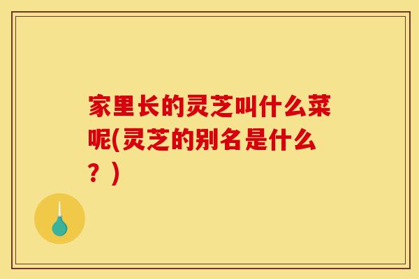 家里长的灵芝叫什么菜呢(灵芝的别名是什么?)-第1张图片-灵芝之家 家里长的灵芝叫什么菜呢(灵芝的别名是什么?)-第1张图片-灵芝之家
