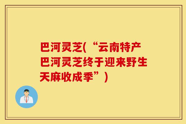 巴河灵芝(“云南特产巴河灵芝终于迎来野生天麻收成季”)-第1张图片-灵芝之家 巴河灵芝(“云南特产巴河灵芝终于迎来野生天麻收成季”)-第1张图片-灵芝之家